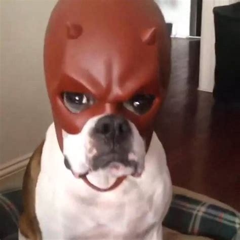 rondell holmes, bodhi, dog, dog in daredevil mask, superhero dog, dog wearing daredevil mask